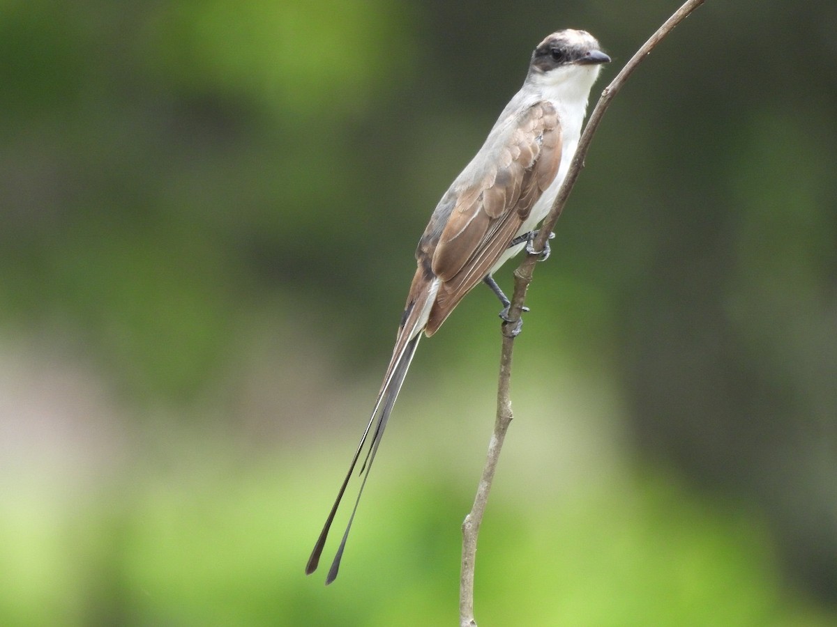 Fork-tailed Flycatcher - ML637507360