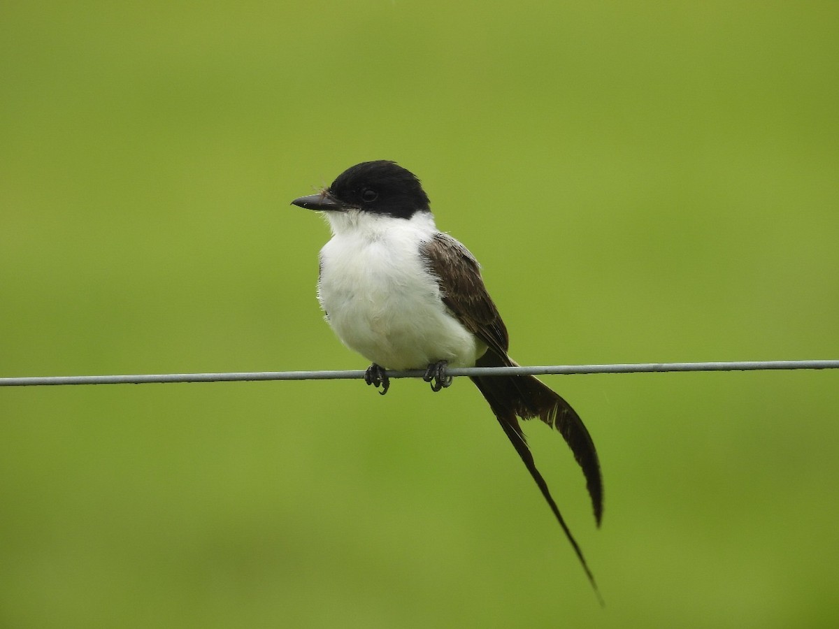 Fork-tailed Flycatcher - ML637507361