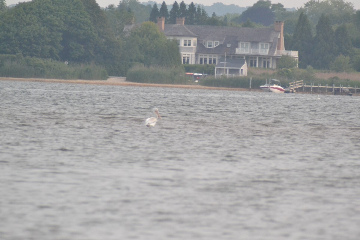 American White Pelican - ML637507372
