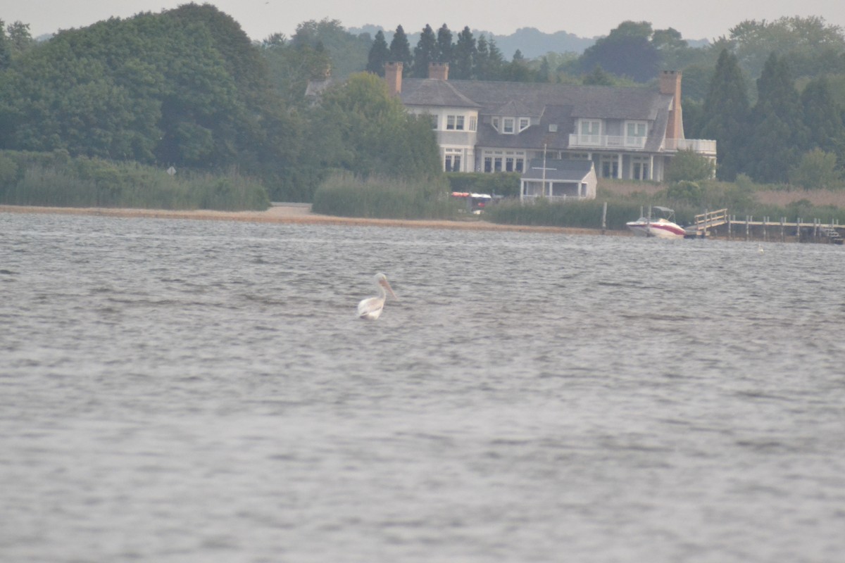 American White Pelican - ML637507373