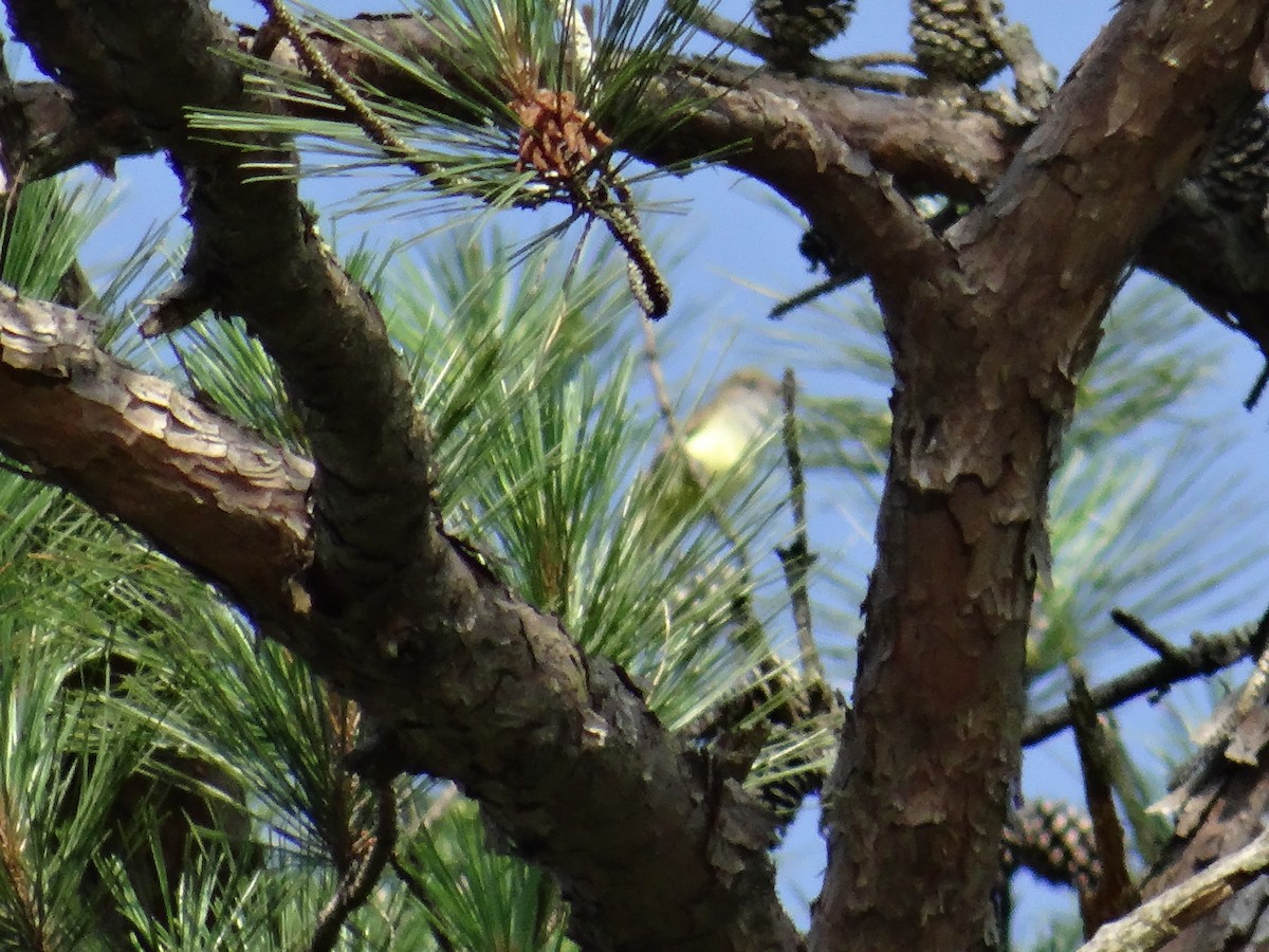 Great Crested Flycatcher - ML637507374