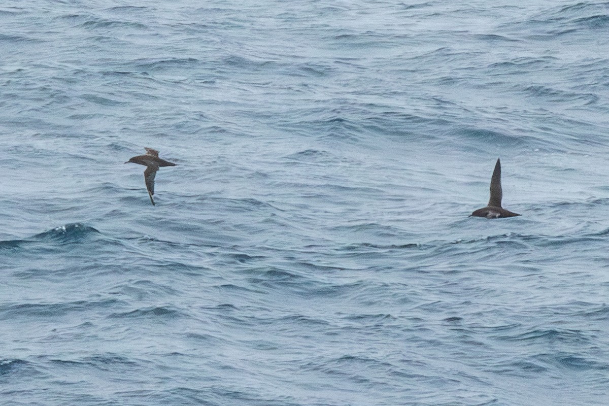 Short-tailed Shearwater - ML637507387