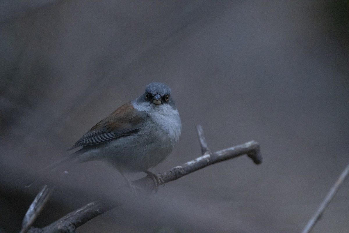 Yellow-eyed Junco - ML637507399