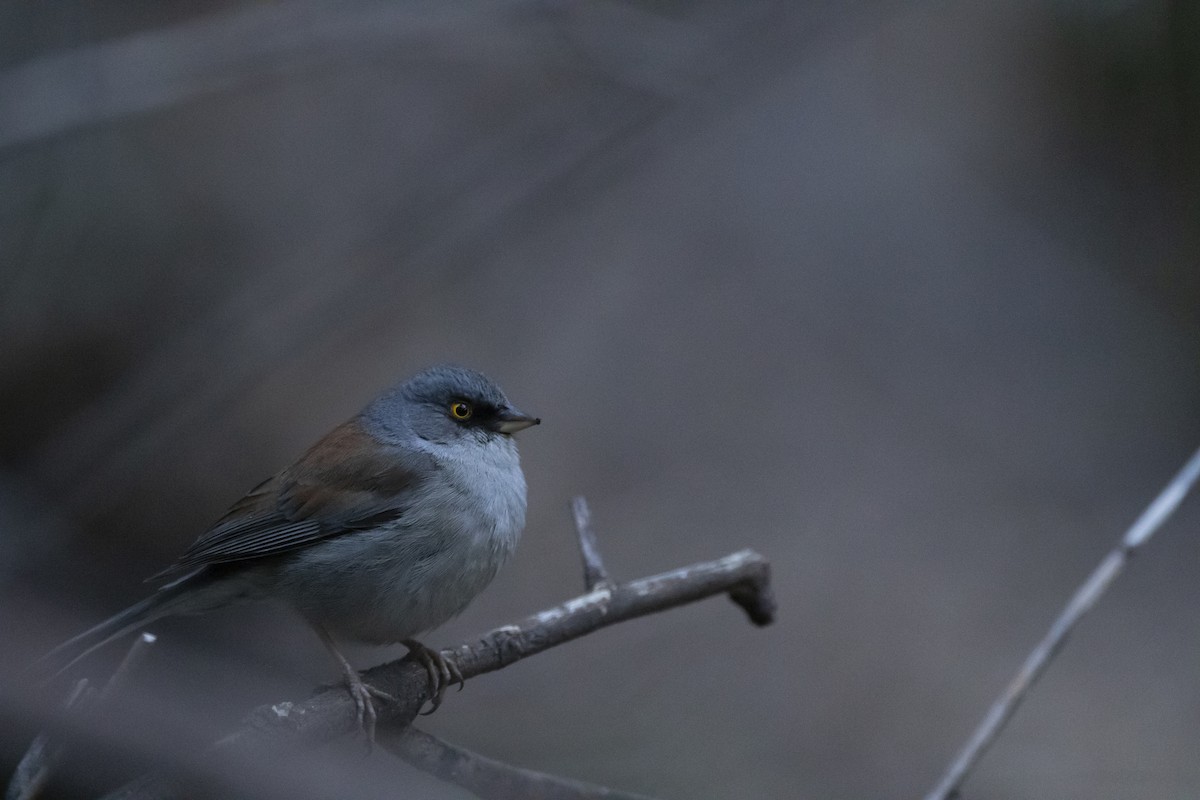 Yellow-eyed Junco - ML637507400
