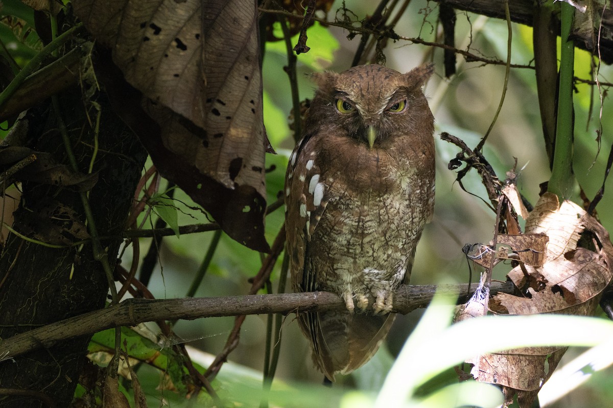 Choco Screech-Owl - ML637507420