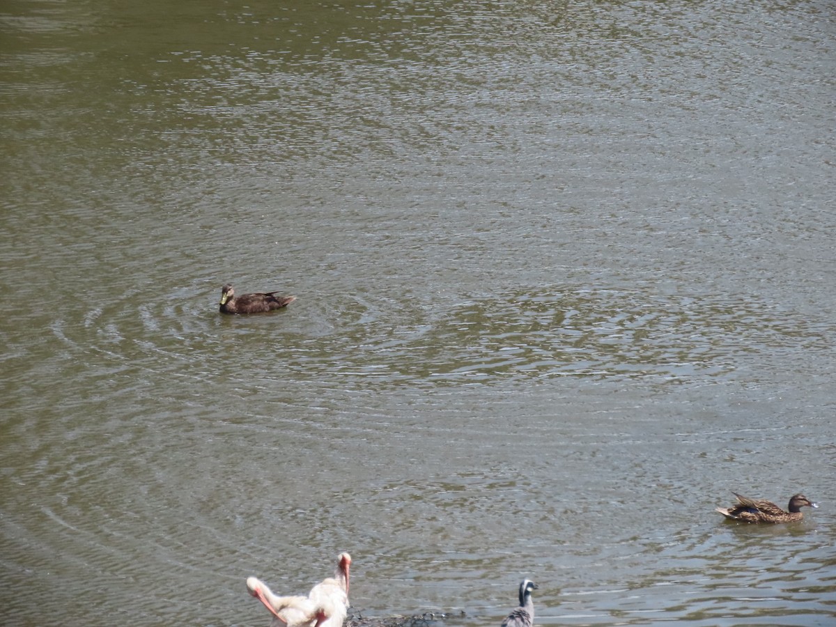 American Black Duck - ML637507421