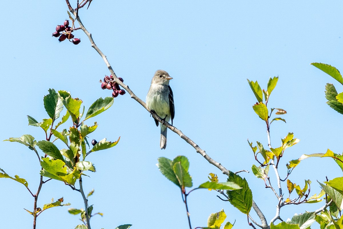 Willow Flycatcher - ML637507447