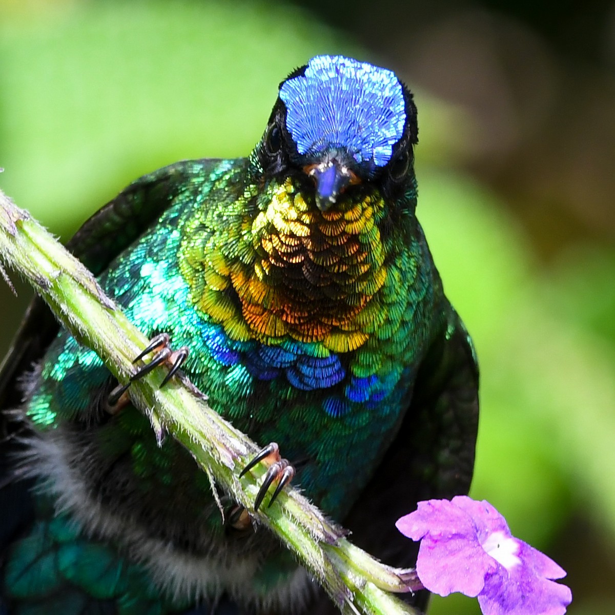Fiery-throated Hummingbird - ML637507508