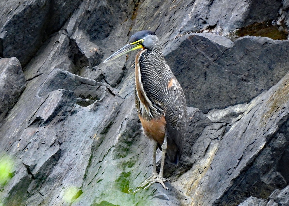 Bare-throated Tiger-Heron - ML637507550