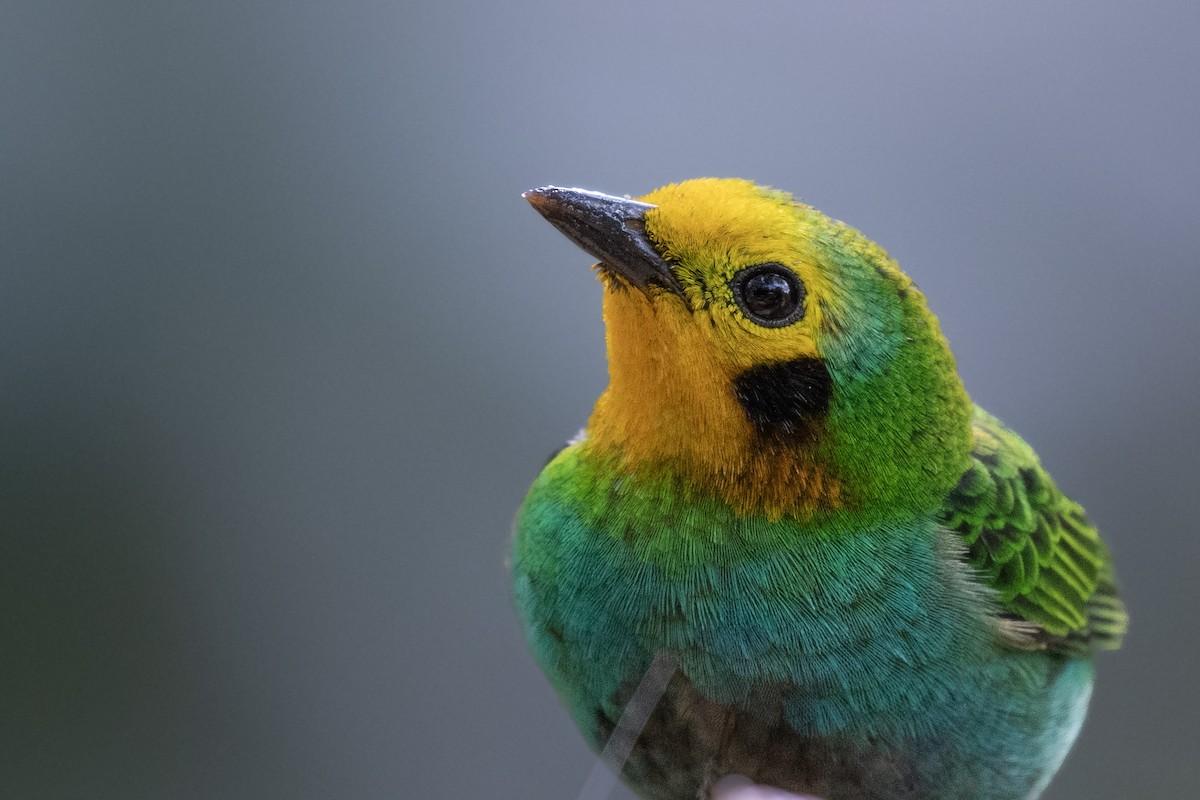 Multicolored Tanager - ML637507610
