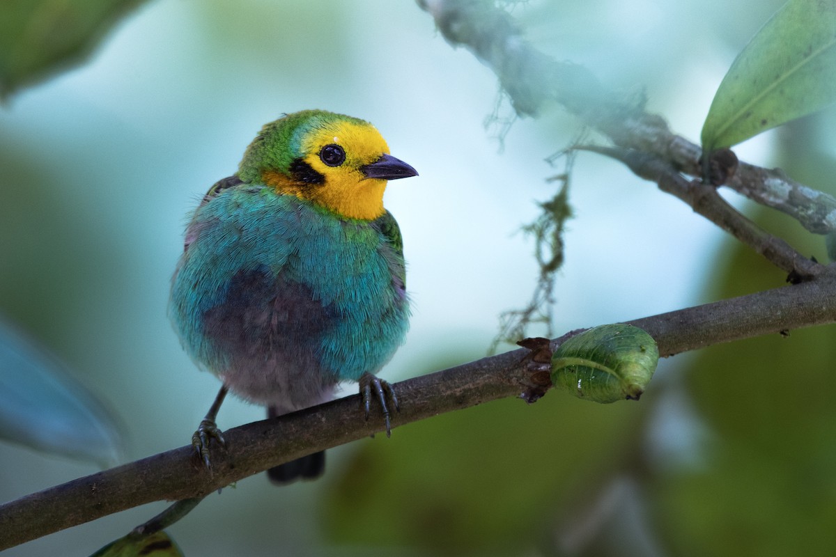 Multicolored Tanager - ML637507611