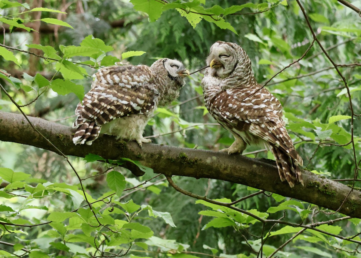 Barred Owl - ML637507617