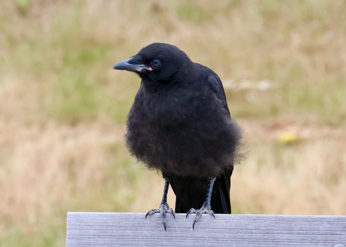 American Crow - ML637507624