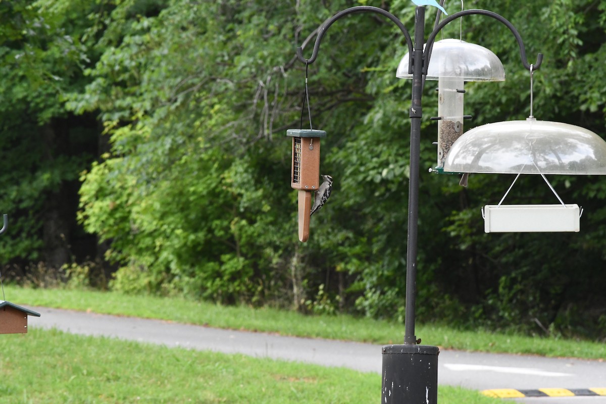 Downy Woodpecker - ML637507625