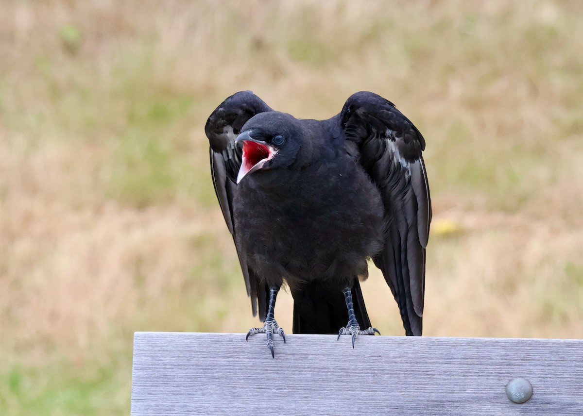 American Crow - ML637507629