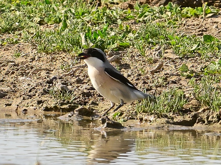 Lesser Gray Shrike - ML637507698