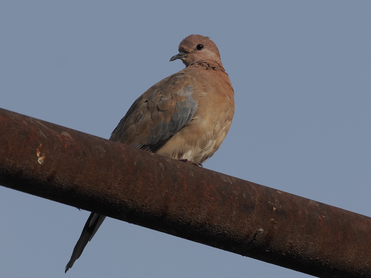 Laughing Dove - ML637507700