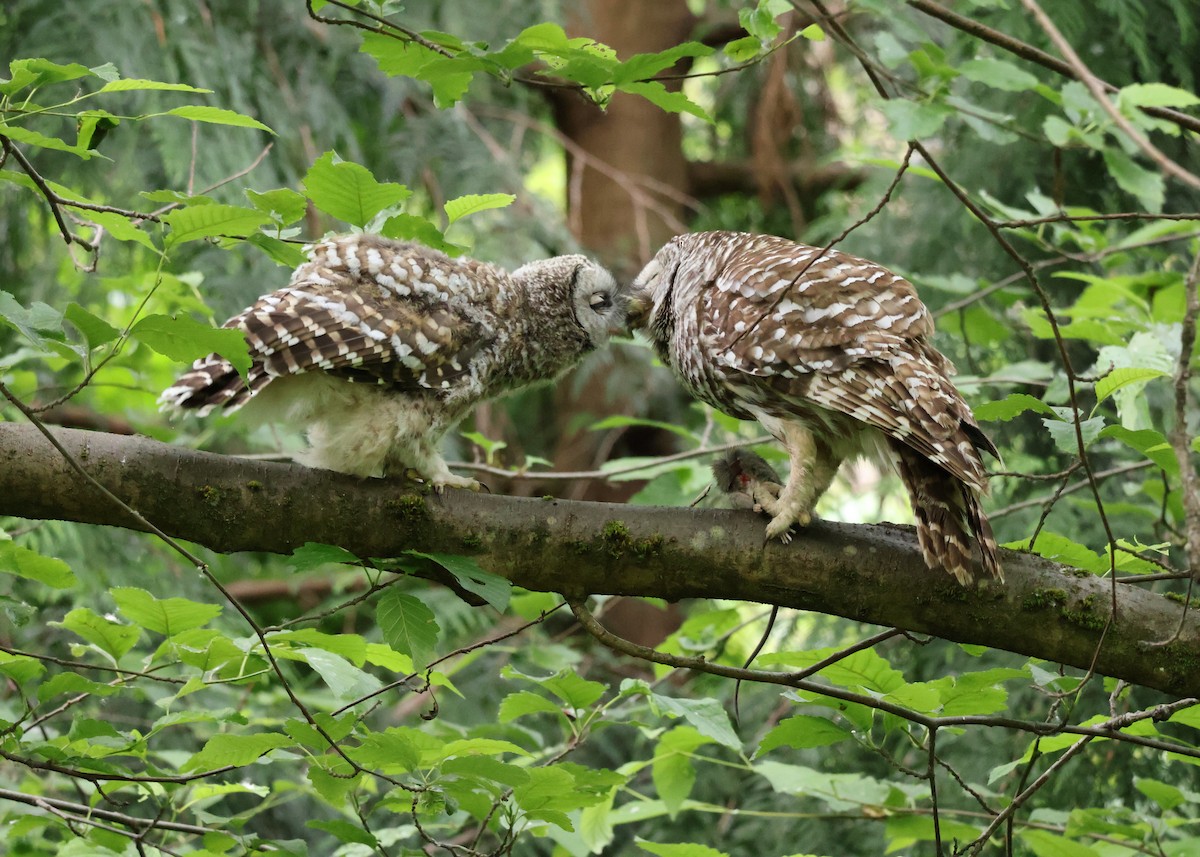 Barred Owl - ML637507702