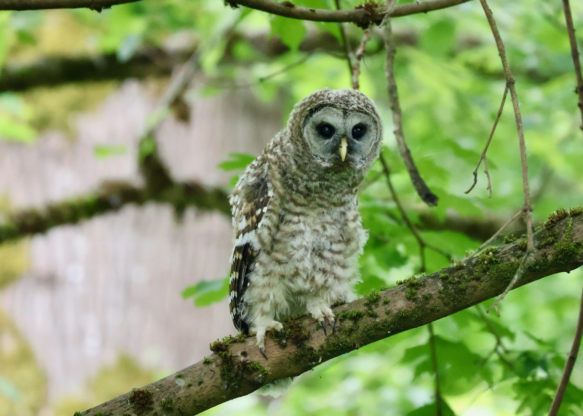 Barred Owl - ML637507723