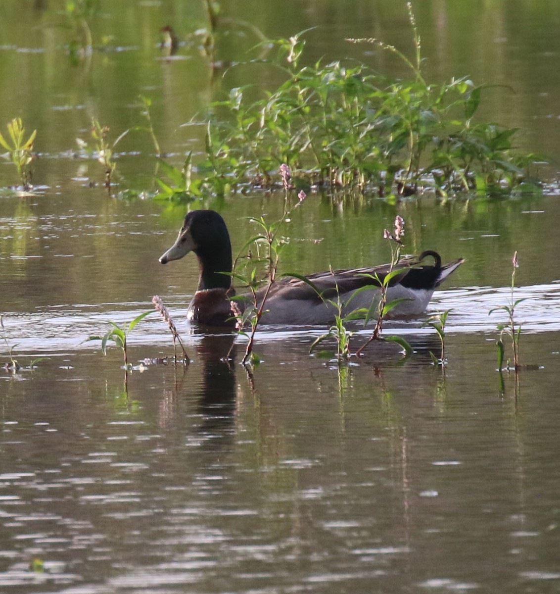 Mallard - ML637507724
