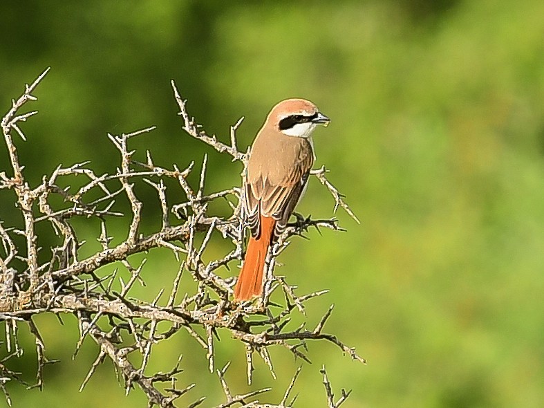 Red-tailed Shrike - ML637507735