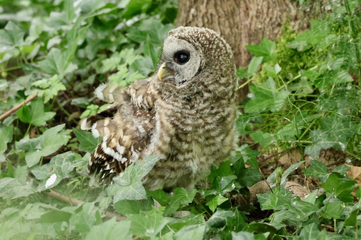 Barred Owl - ML637507736