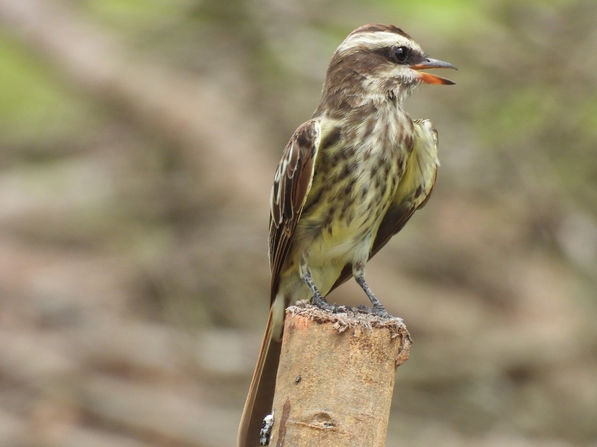 Variegated Flycatcher - ML637507744