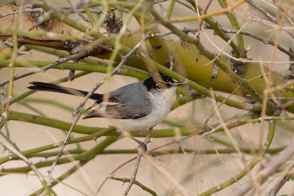 Black-tailed Gnatcatcher - ML637507746