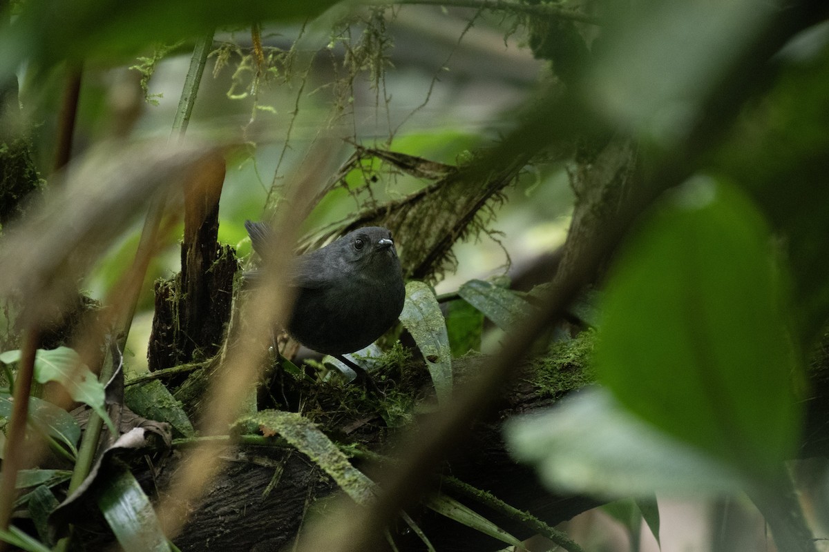 Nariño Tapaculo - ML637507748