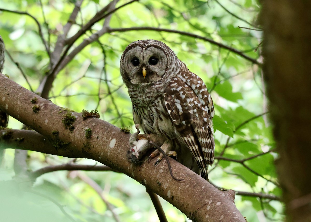 Barred Owl - ML637507752