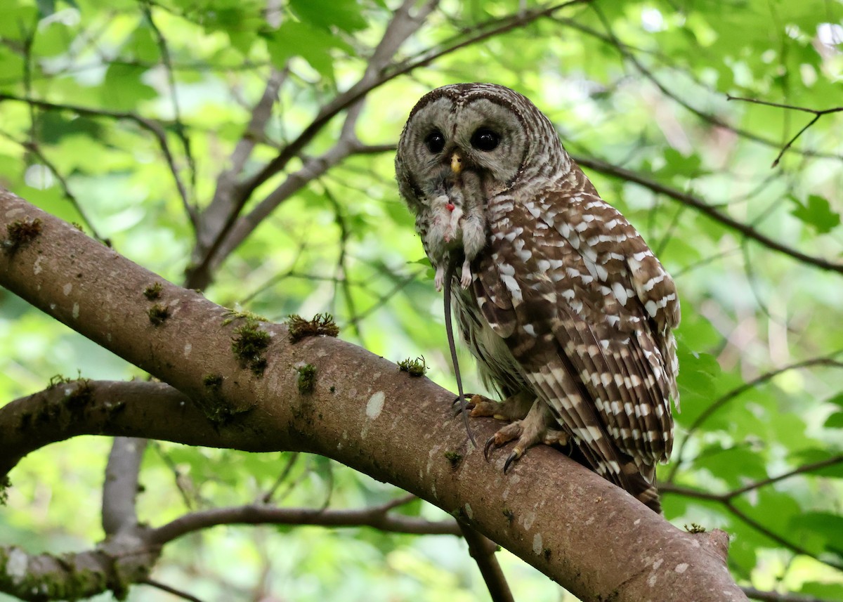 Barred Owl - ML637507756