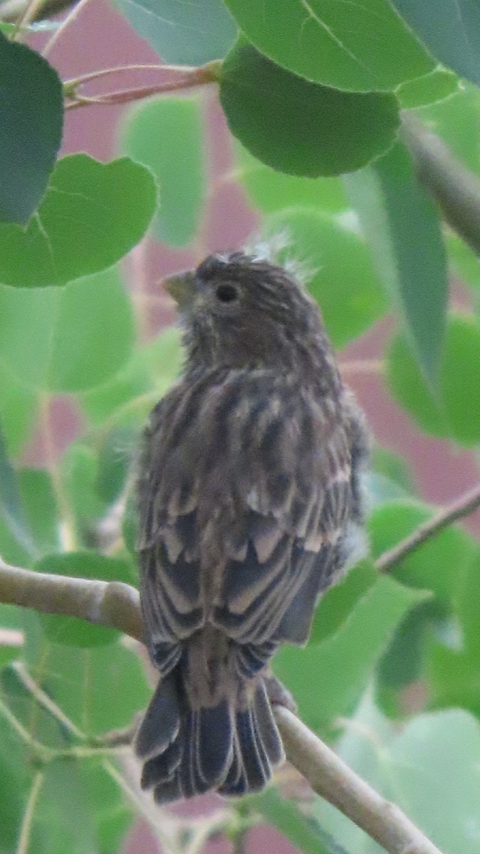 House/Purple Finch - ML637507759