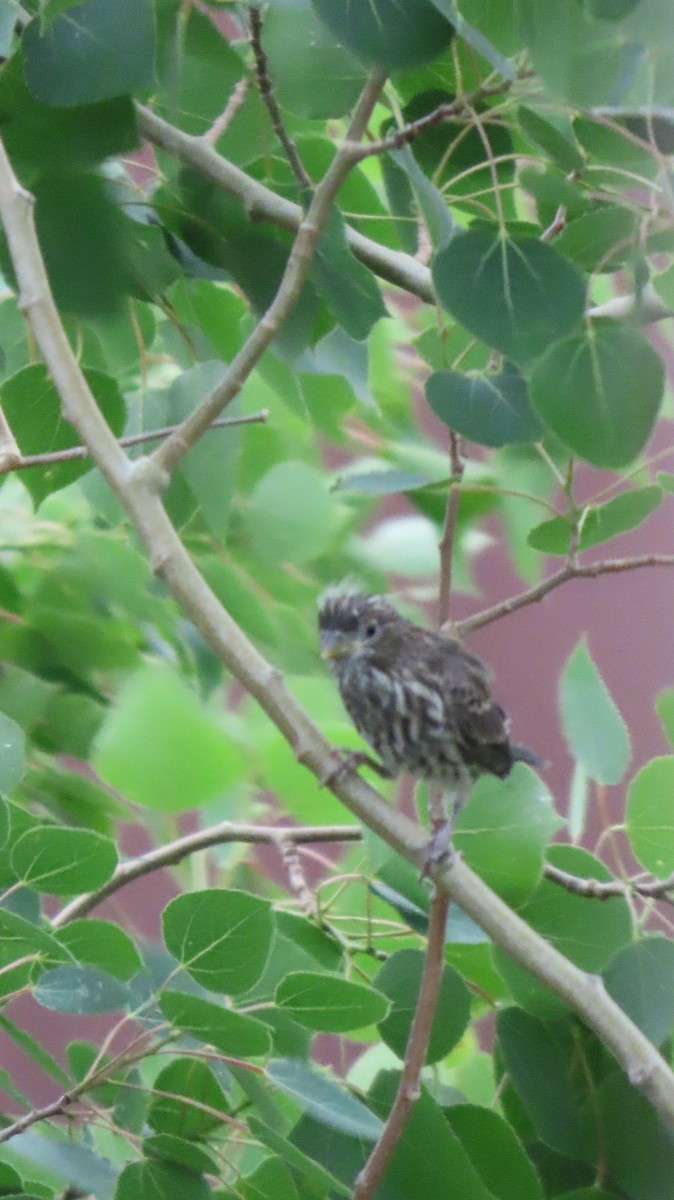 House/Purple Finch - ML637507760