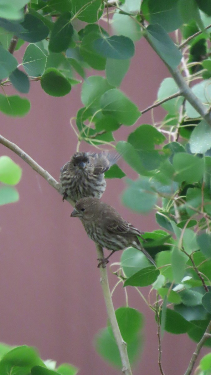 House/Purple Finch - ML637507762