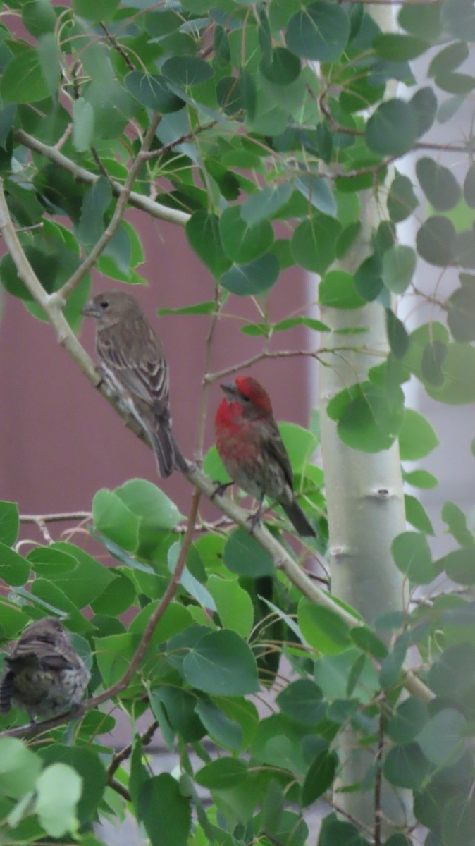 House/Purple Finch - ML637507763