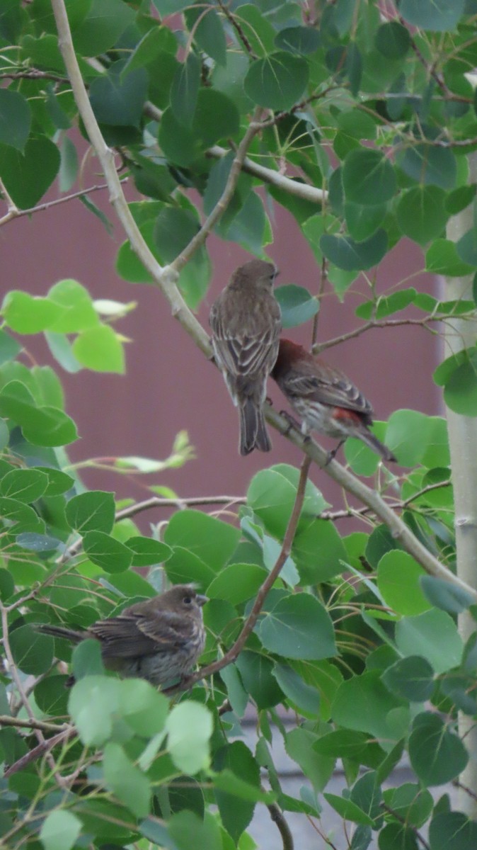 House/Purple Finch - ML637507764
