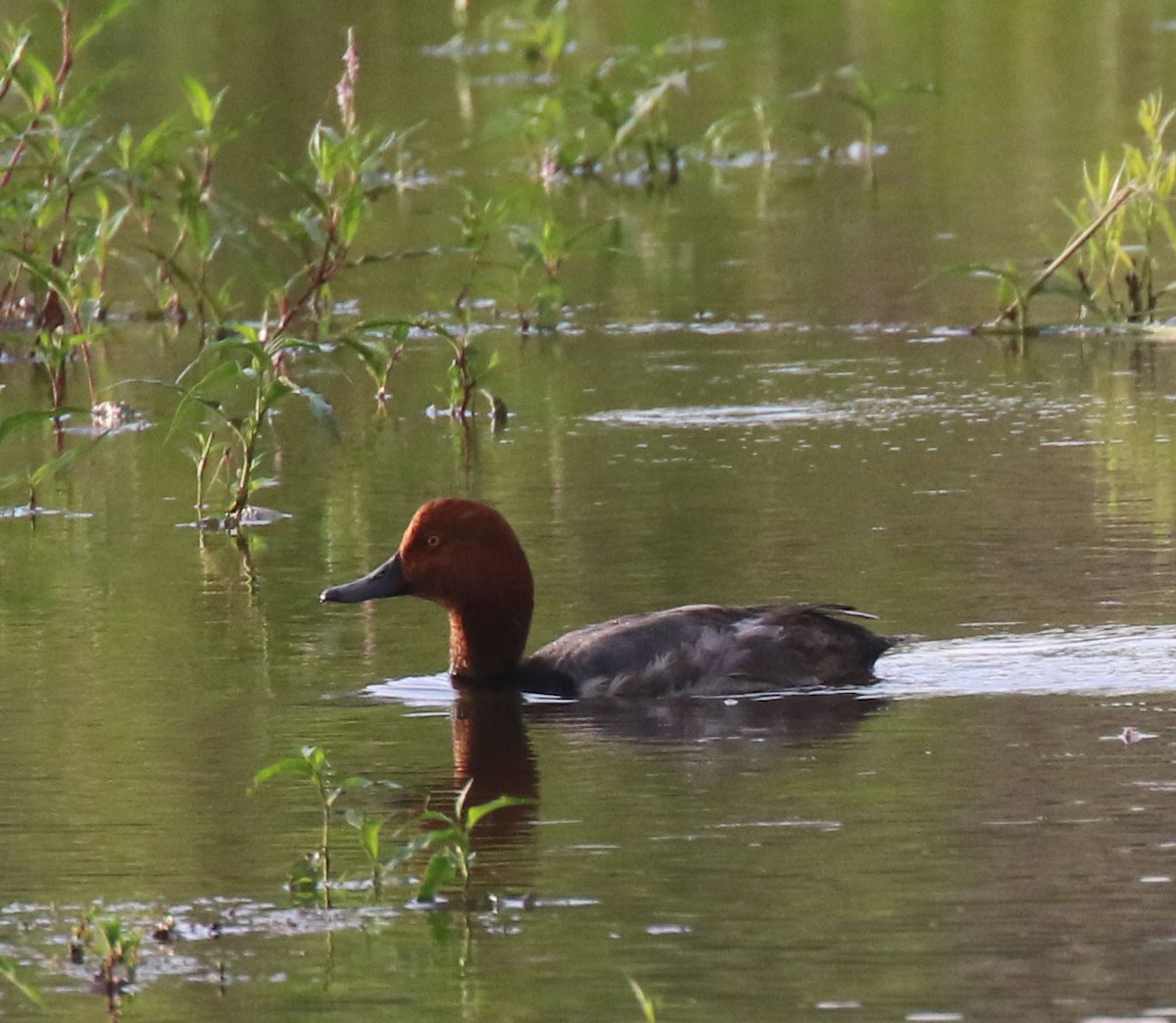 Redhead - ML637507768