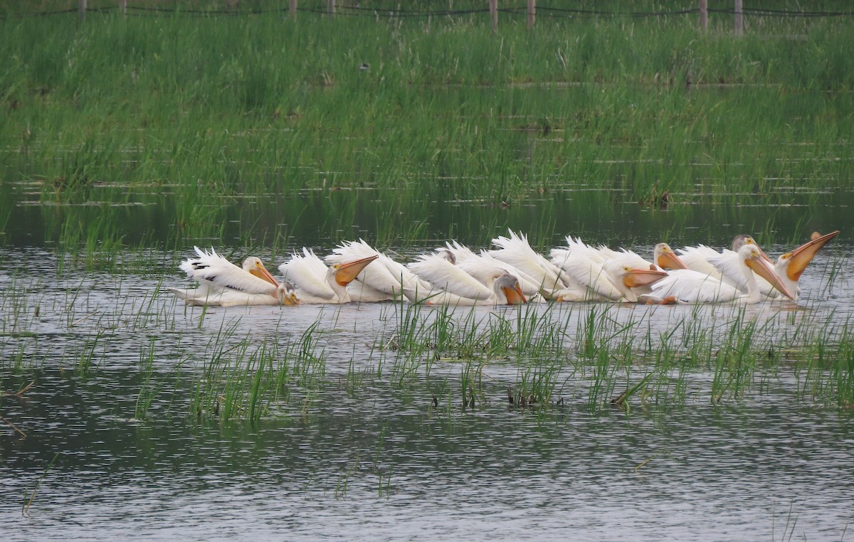 American White Pelican - ML637507770