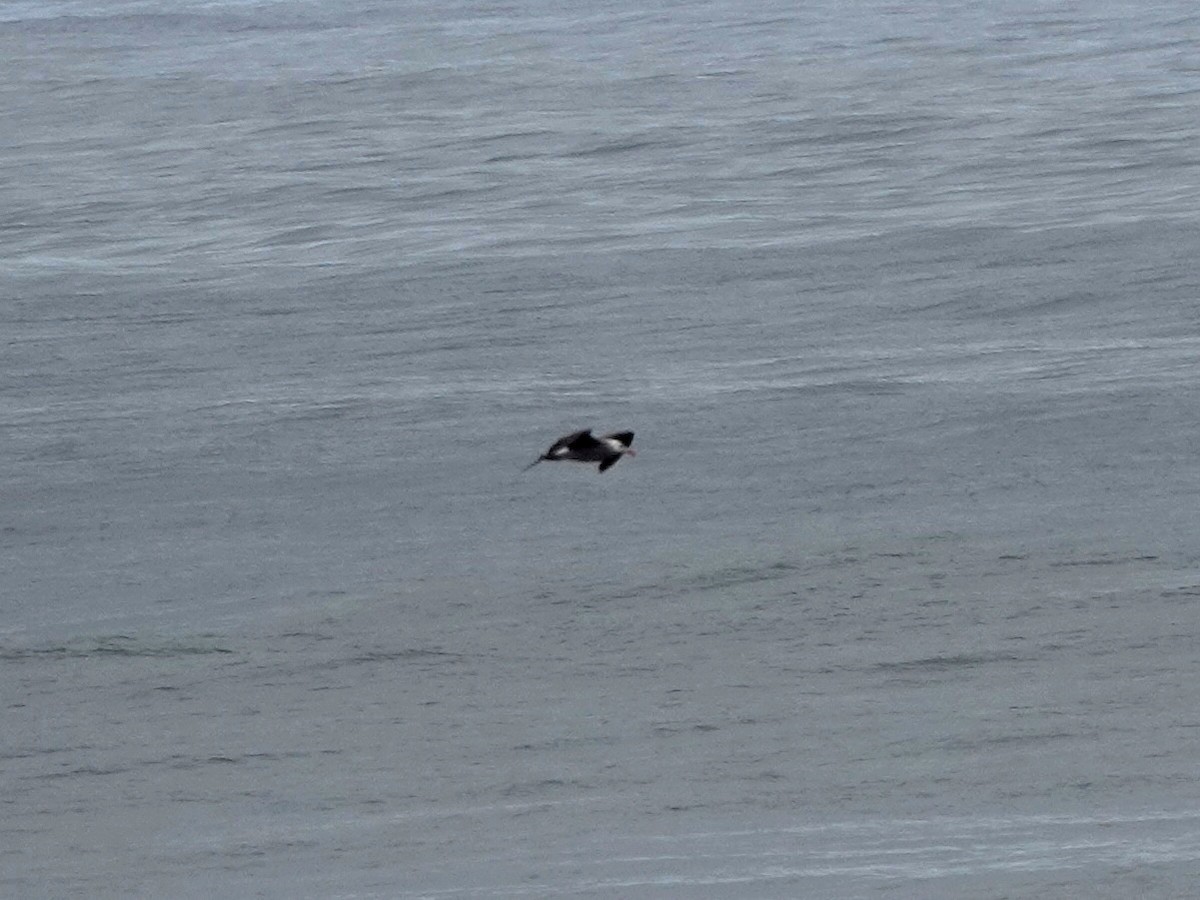 Heermann's Gull - ML637507772
