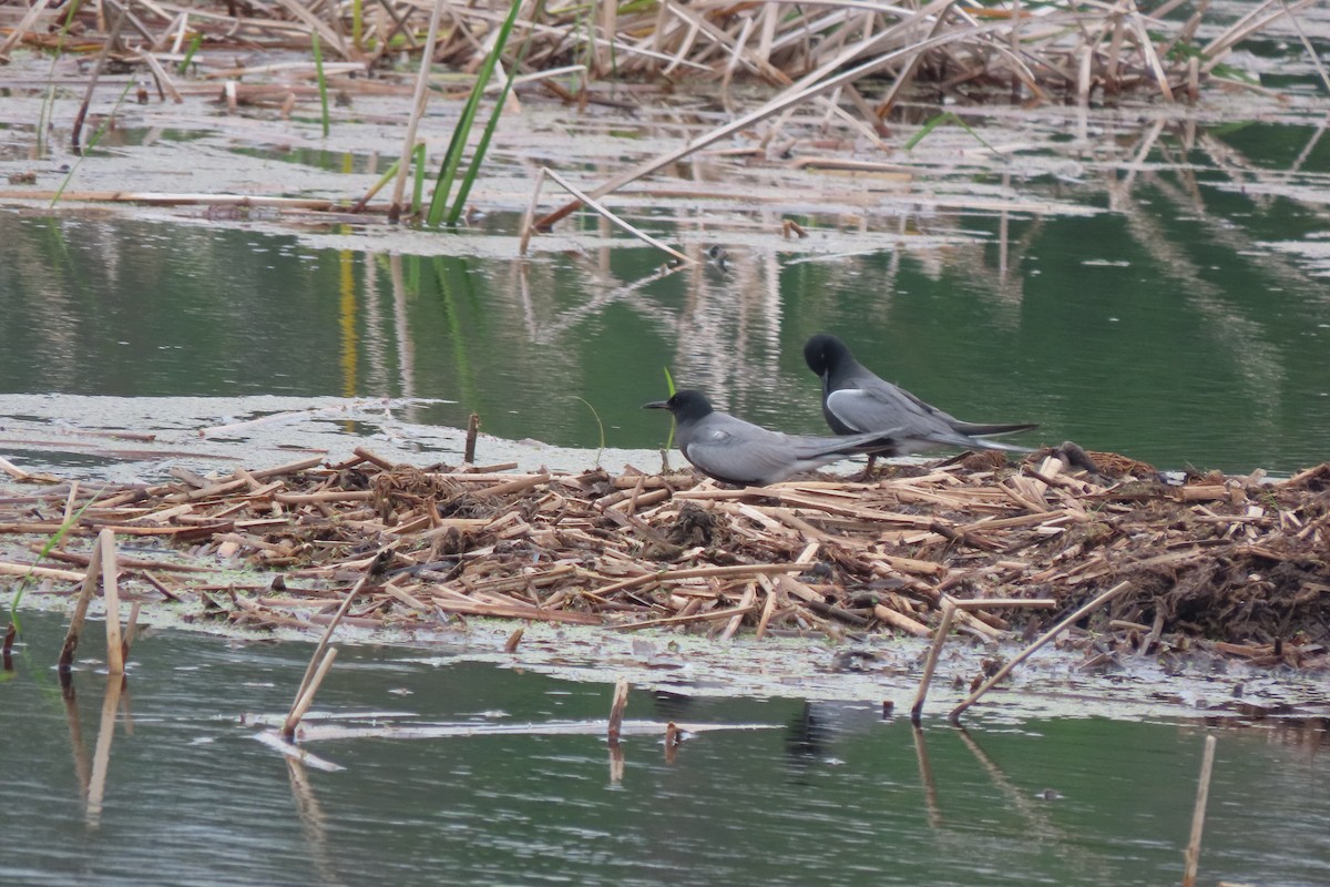 黑浮鷗 - ML637507780