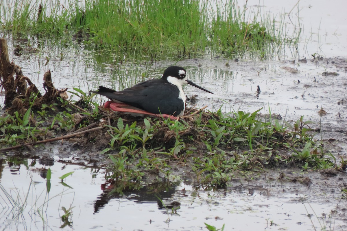 Black-necked Stilt - ML637507794