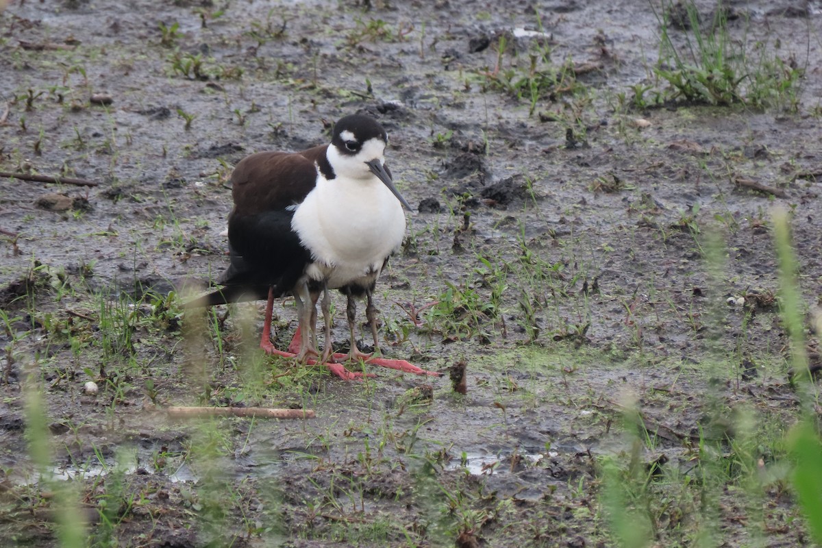 Black-necked Stilt - ML637507811