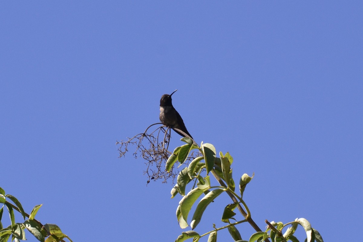 Black-chinned Hummingbird - ML637507829