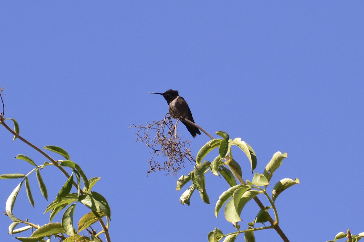 Black-chinned Hummingbird - ML637507830