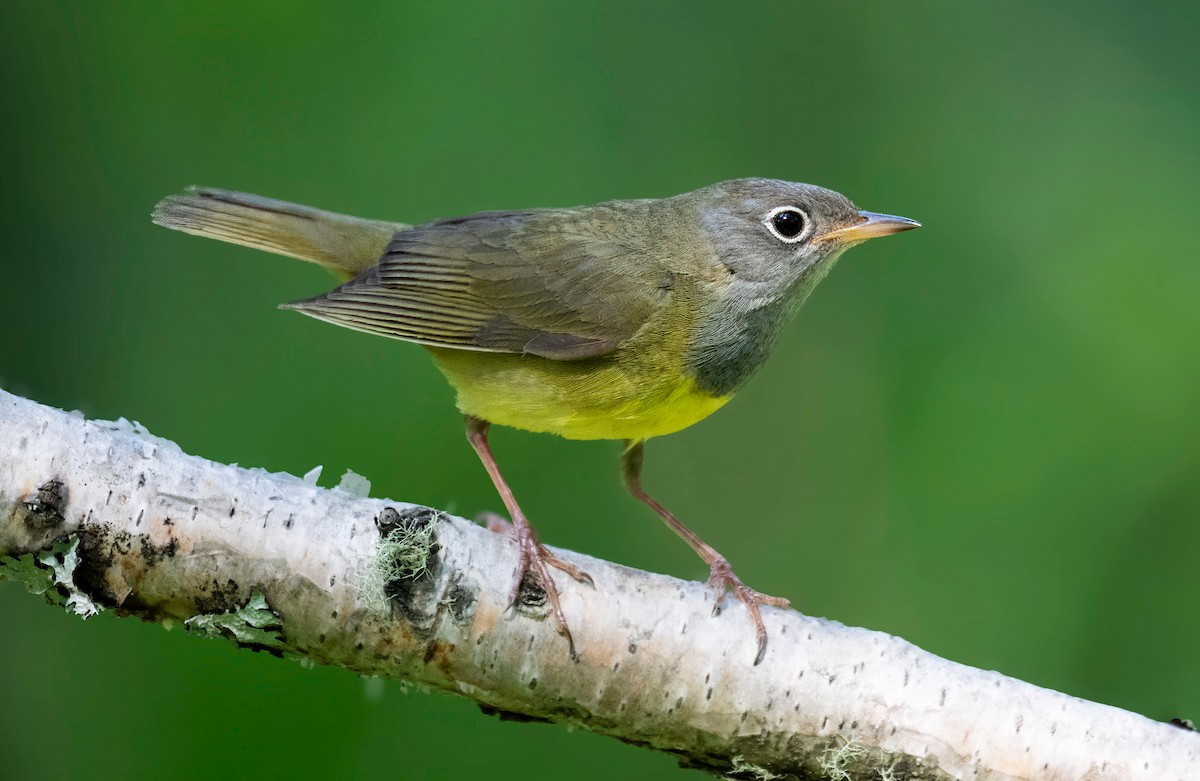 Connecticut Warbler - ML637507831