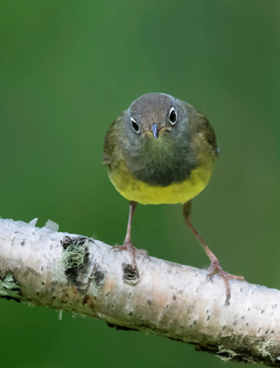 Connecticut Warbler - ML637507832