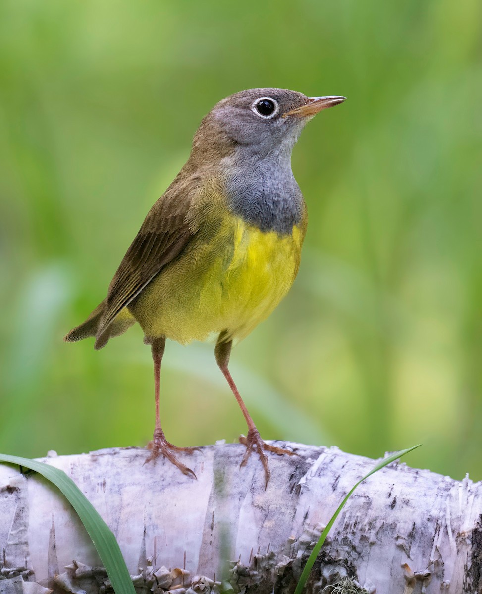Connecticut Warbler - ML637507833