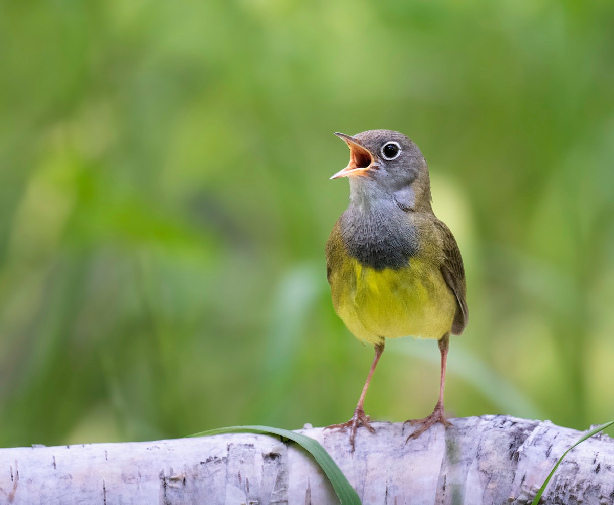 Connecticut Warbler - ML637507834