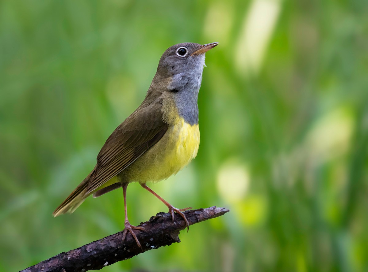 Connecticut Warbler - ML637507835