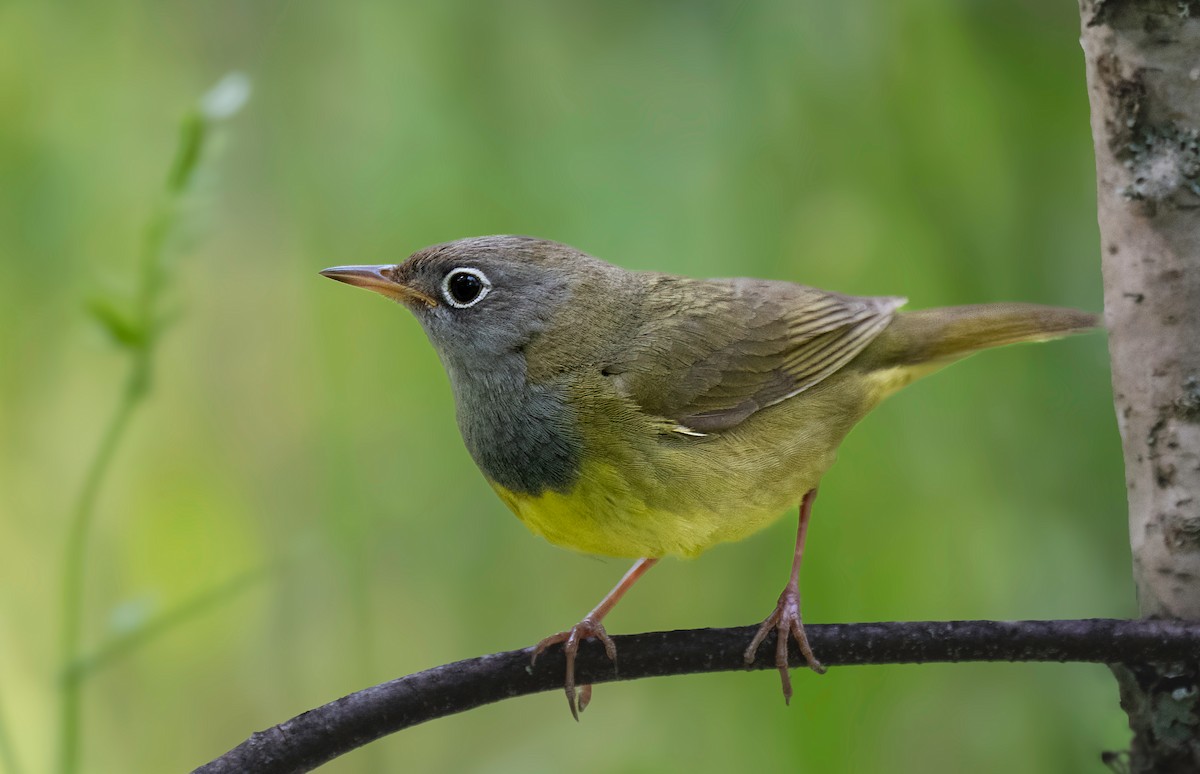 Connecticut Warbler - ML637507836